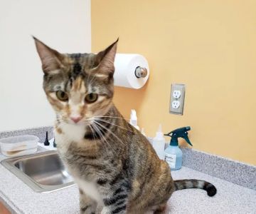 Oak Hill Animal Hospital