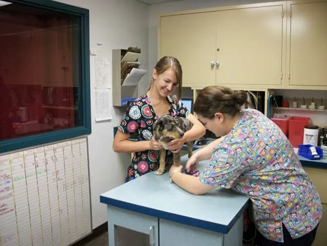 East Side Animal Hospital, A Thrive Pet Healthcare Partner 6