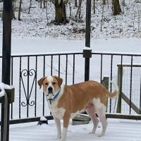 Perry County Animal Hospital ico