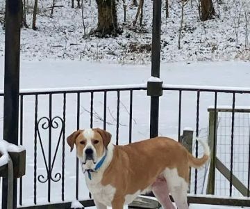 Perry County Animal Hospital