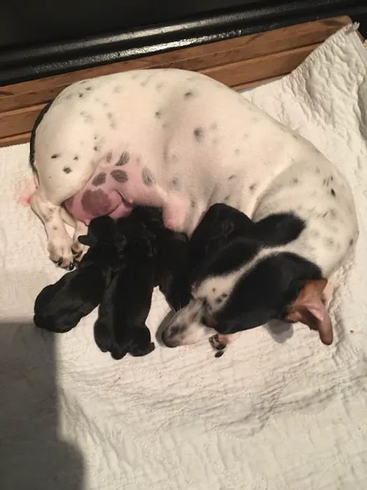 County Wide Animal Clinic 5