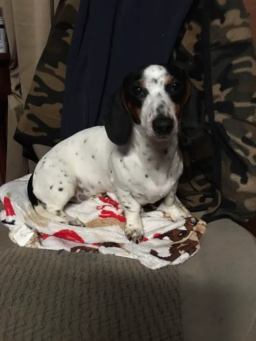County Wide Animal Clinic 6
