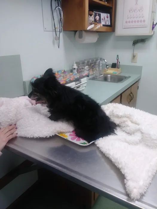 County Wide Animal Clinic 2