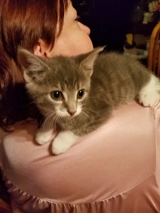 County Wide Animal Clinic 7