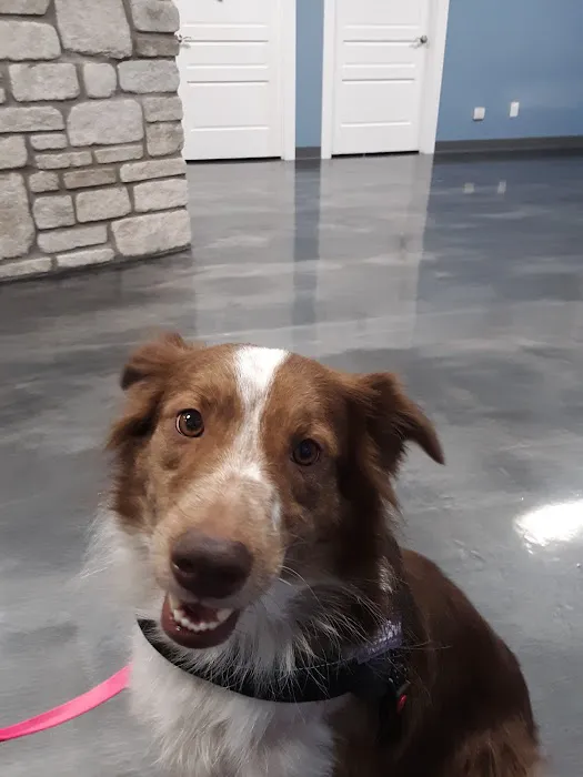 All Breed Pet Care LLC 1