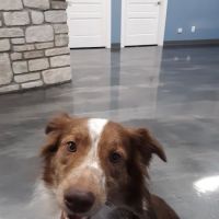 All Breed Pet Care LLC ico