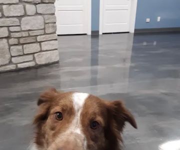 All Breed Pet Care LLC