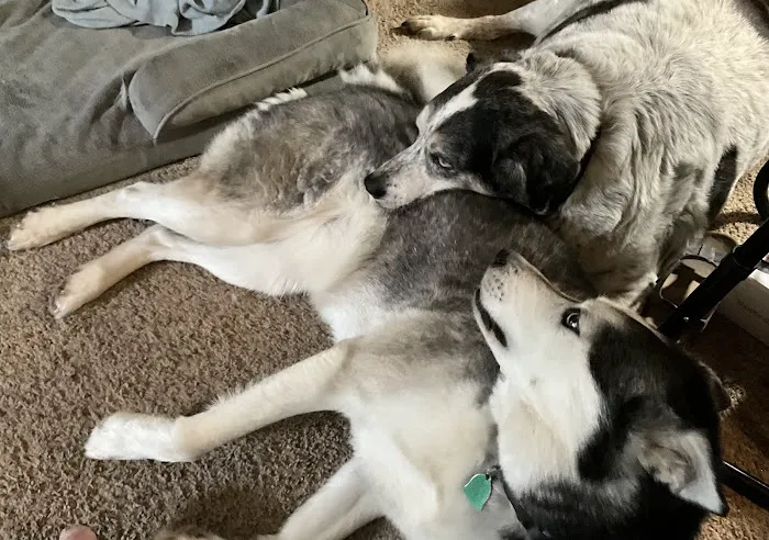 All Breed Pet Care LLC 4