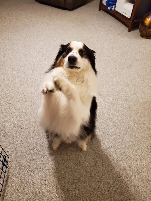 All Breed Pet Care LLC 5