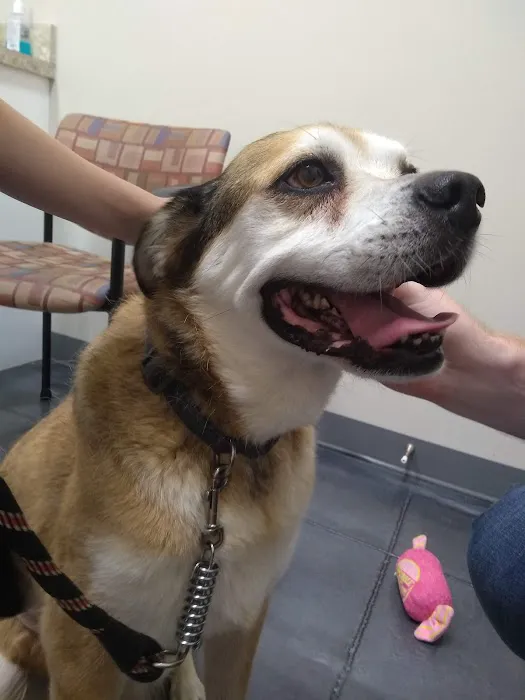All Breed Pet Care LLC 3