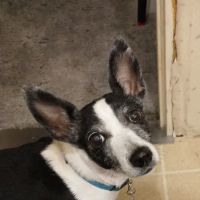 U-Vet Animal Clinic ico