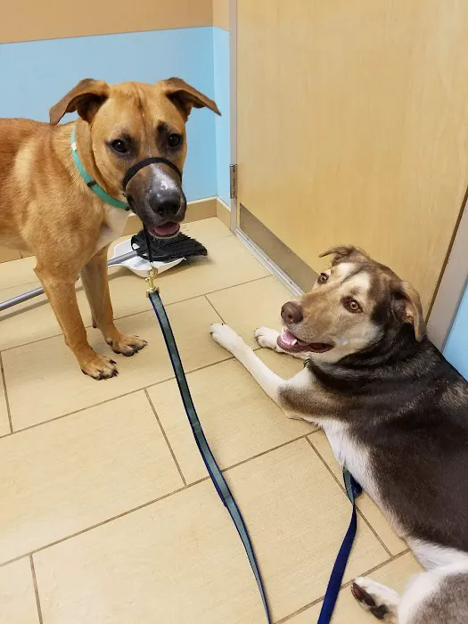 U-Vet Animal Clinic 2
