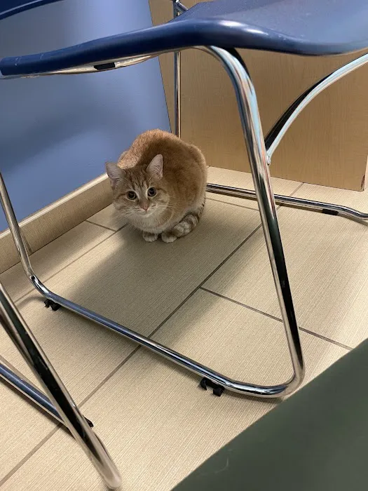 U-Vet Animal Clinic 3