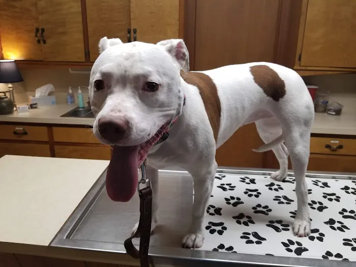 VCA Parkdale Animal Hospital 8