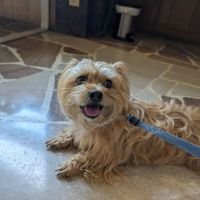 VCA Parkdale Animal Hospital ico