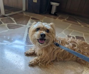 VCA Parkdale Animal Hospital