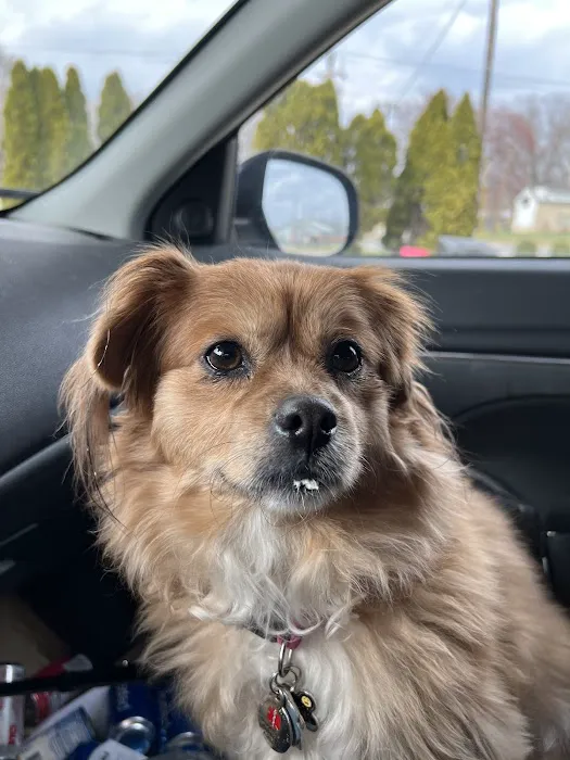 Village East Animal Hospital 5