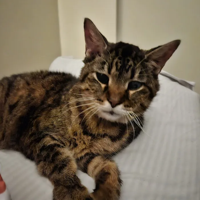 Village East Animal Hospital 7