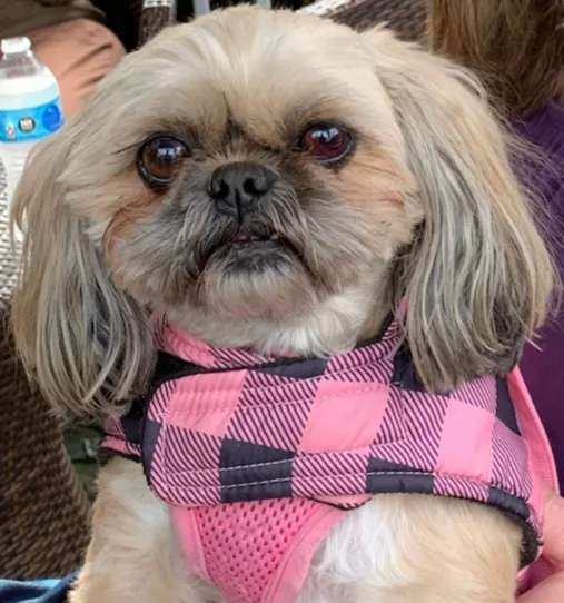 Village East Animal Hospital 6