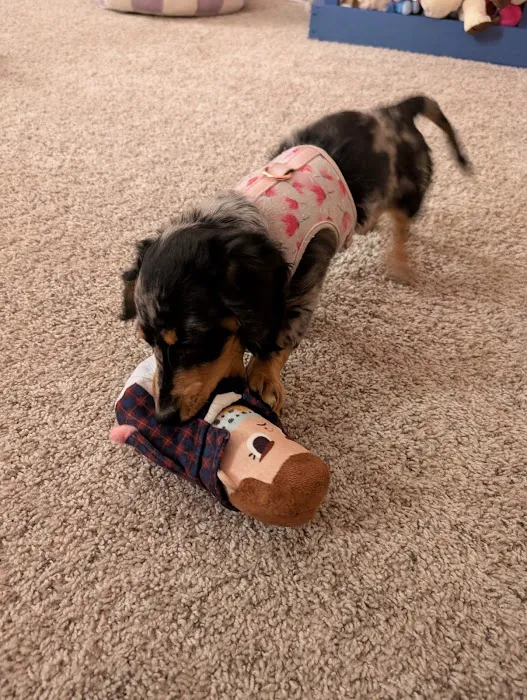 Urbana Veterinary Clinic 6