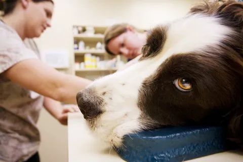 The Pet Clinic of Urbana 2