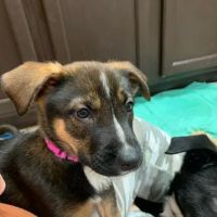 The Pet Clinic of Urbana ico