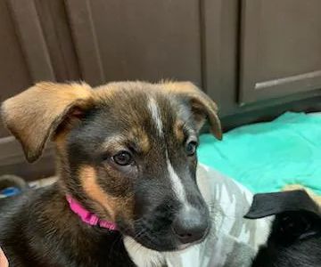 The Pet Clinic of Urbana