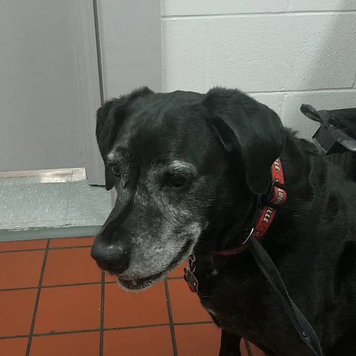 Preston Animal Hospital 9