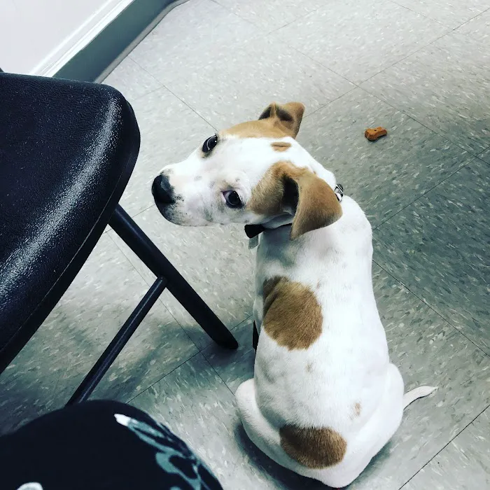 Preston Animal Hospital 10