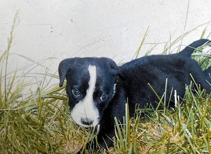 Davis Animal Clinic 3