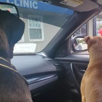 Davis Animal Clinic ico