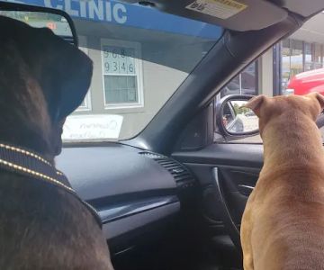 Davis Animal Clinic