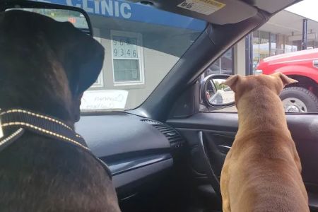 Davis Animal Clinic
