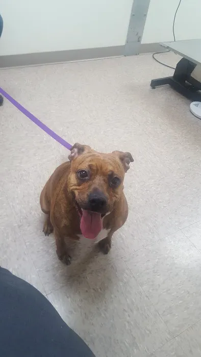 Davis Animal Clinic 10