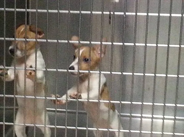 Hillview Animal Hospital & Clinic 4