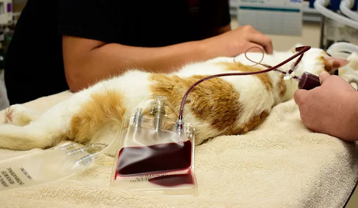 Jefferson Animal Hospital & Regional Emergency Center 4