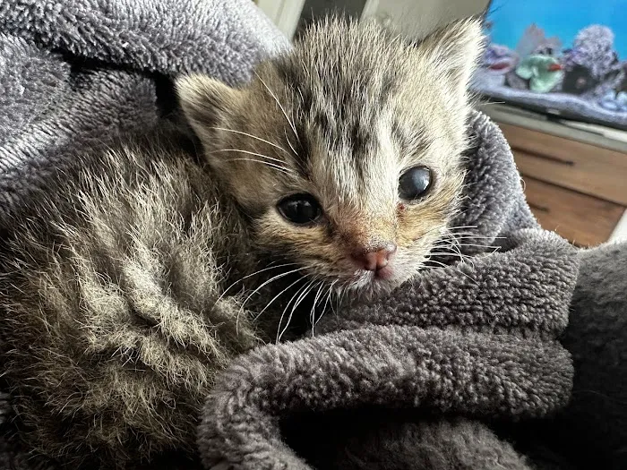 Jefferson Animal Hospital & Regional Emergency Center 7