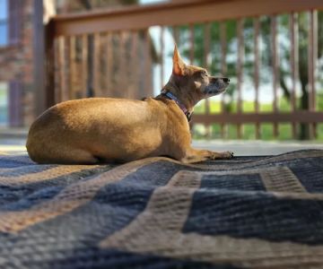 Country Critters Veterinary Clinic