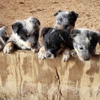 Roe-Burke Veterinary Services ico