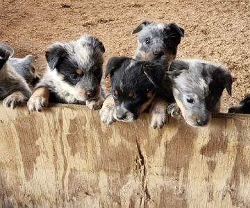 Roe-Burke Veterinary Services