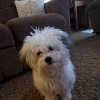 Elizabethtown Animal Hospital Inc ico