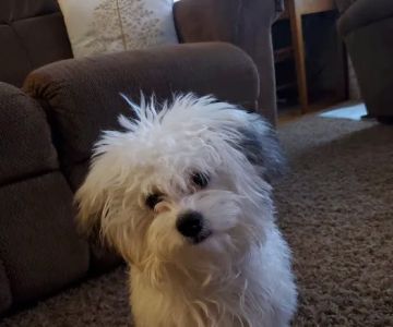 Elizabethtown Animal Hospital Inc