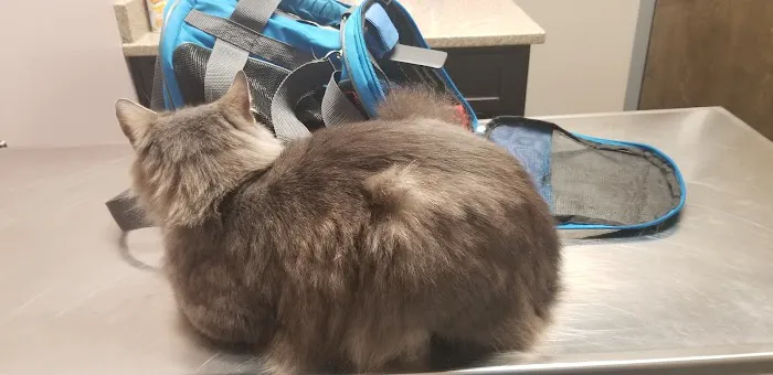 All Pets Veterinary Clinic 8