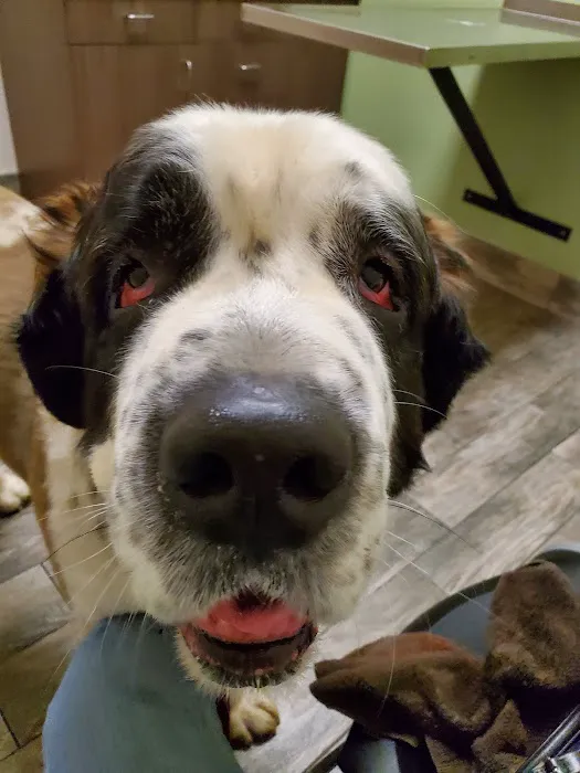 Hopewell Animal Hospital 10