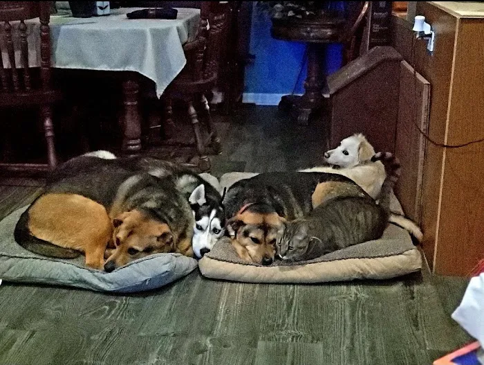 Hopewell Animal Hospital 6