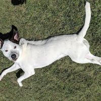 Hopewell Animal Hospital ico