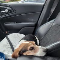 Metropolitan Veterinary Specialists and Emergency Service ico