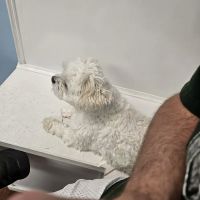 East Bullitt Animal Clinic ico