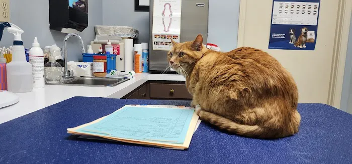 Mt. Washington Animal Clinic 1