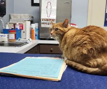 Mt. Washington Animal Clinic